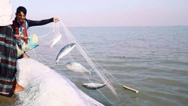 ভোলায় জেলেদের জালে ধরা পড়ছে রুপালি ইলিশ
