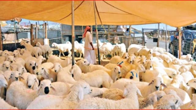 মক্কায় কোরবানি: লাখো পশু জবাইয়ে...