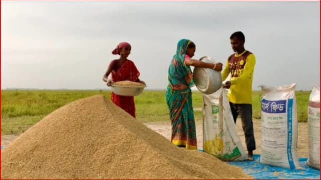 কয়দিনের বৃষ্টি শেষে রোদে হাওরে স্বস্তি, ধান শুকাতে নারীদের নীরব সংগ্রাম