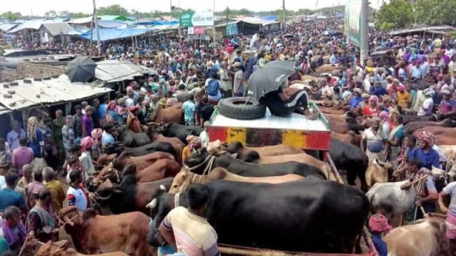 রাজধানীর যেসব এলাকায় বসবে কোরবানির পশুর হাট