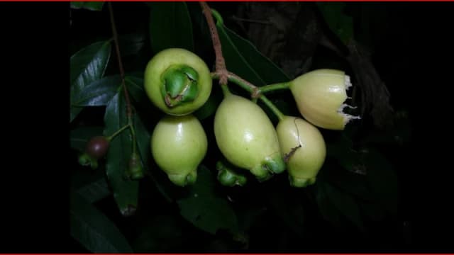 আবারও ফিরুক গ্রামবাংলার হারিয়ে যাওয়া গোলাপ জাম