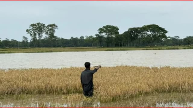 জমিতে কোমরসমান পানি, শ্রমিক সংকটে দিশেহারা হালুয়াঘ...