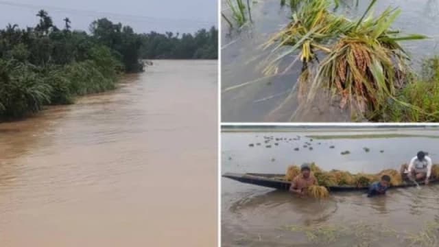 জলবায়ু সংকট ও প্রকৃতির খামখেয়ালিপনায় ক্ষতিগ্রস্ত কৃষি ফসল