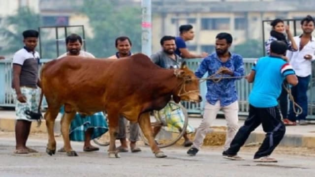 পশুর যে ৪টি ত্রুটি থাকলে আপনার কোরবানি কবুল হবে না