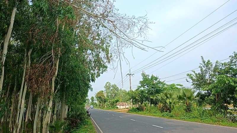 পলাশবাড়ীতে ঝুঁকিপূর্ণ গাছের ডালে...