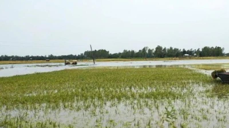 হঠাৎ বন্যায় চট্টগ্রামের কৃষি ও মৎস্যখাতে শতকোটি টাকার ক্ষতির আশঙ্কা
