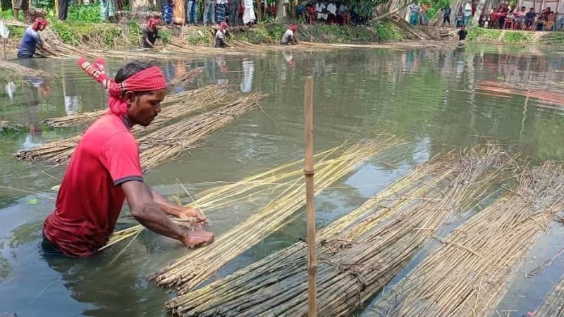 কাজিপুরে পাটের বাম্পার ফলন, হাসি ফুটেছে কৃষকের মুখ...