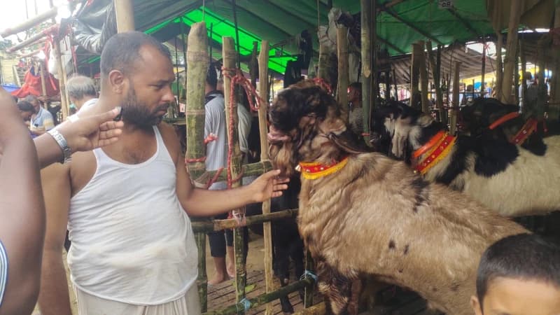মনসা পূজা ঘিরে পটিয়ায় জমজমাট পাঁঠার হাট