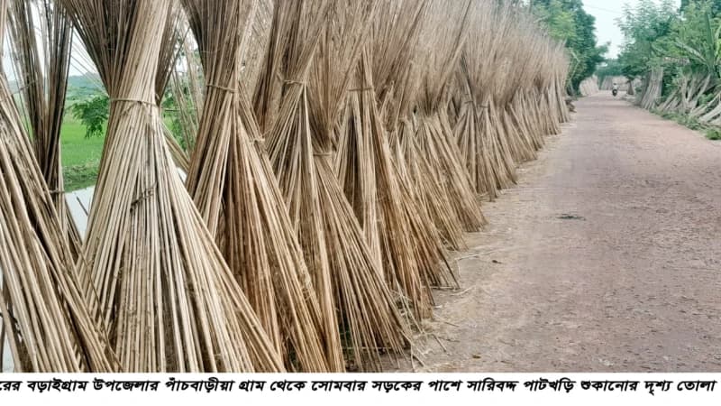 বড়াইগ্রামে কৃষকের কাছে গুরুত্বপূর্ণ কৃষিপণ্য হয়ে উ...