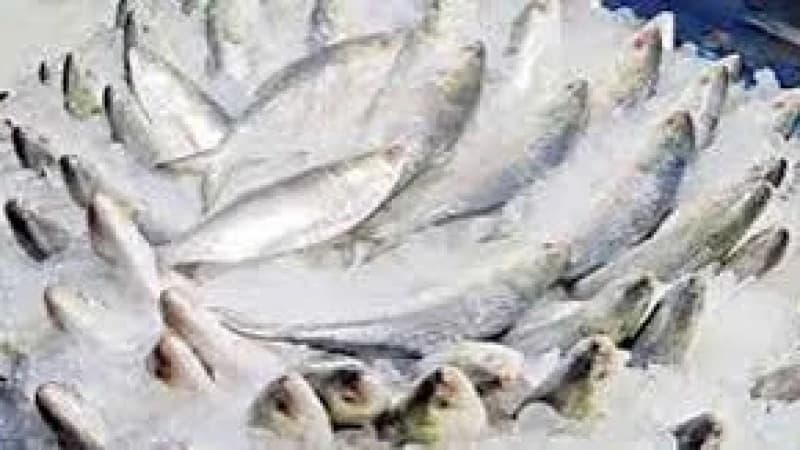 ভারত থেকে ইলিশ আমদানির ১০৩ এনওসি বাতিল, বন্ধ হলো আমদানি