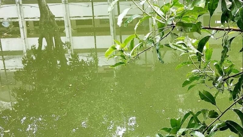 উখিয়ার দারোগা বাজারে সরকারি পুকুর ও চলাচলের পথ দখল...