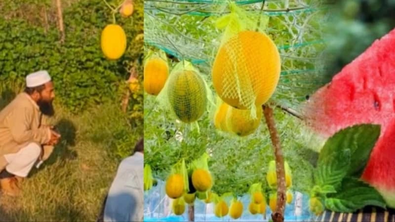 পটিয়ায় আবদুল জব্বারের ‘সূর্যডিম’ তরমুজ চাষে সাফল্য, রপ্ত...