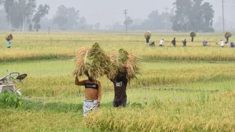 অকার্যকর ‘কৃষক অ্যাপ’, কৃষকের তালিকা দিতে কৃষি কর্...
