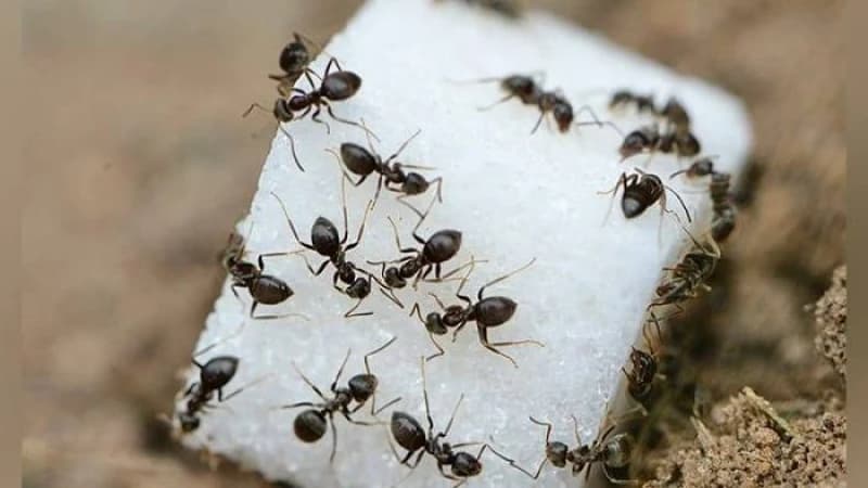 পিঁপড়া দূর করার ঘরোয়া কিছু সহজ উপায়