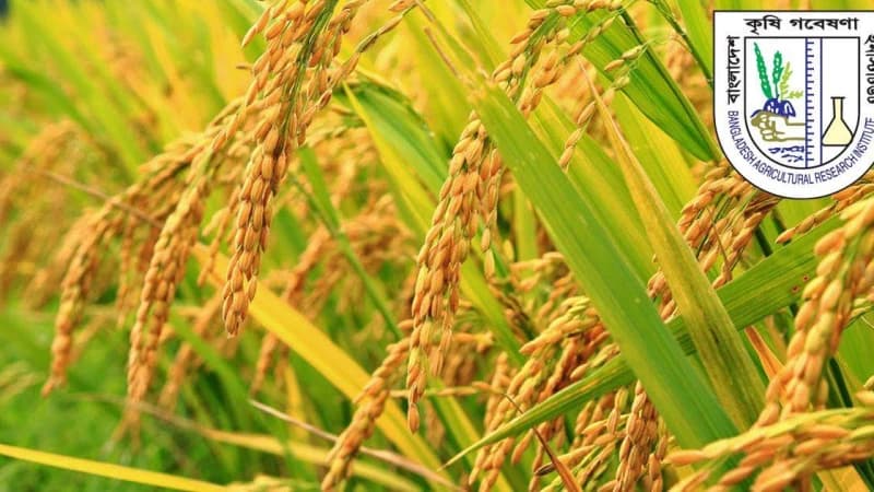 কৃষি গবেষণা ইনস্টিটিউটে আবেদন শেষ আগামী শনিবার