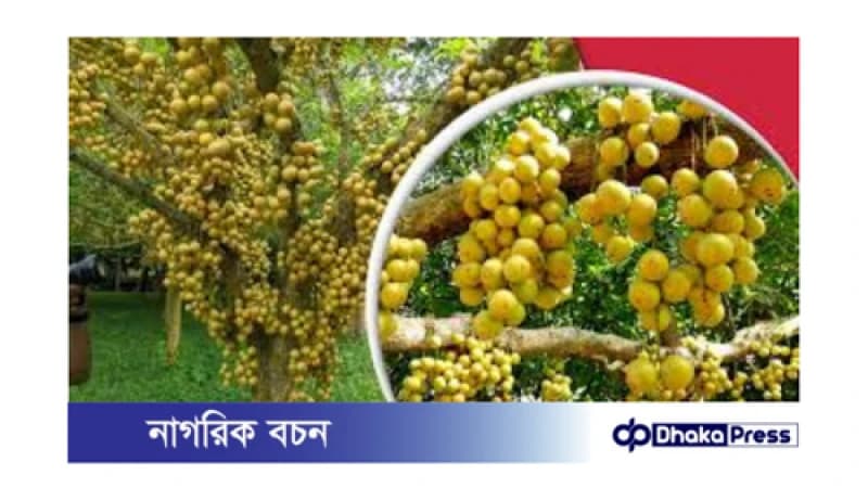বর্ষার রানী লটকন: স্বাস্থ্যের ভাণ্ডার বর্ষার রানী লটকন: স্বাস্থ্যের ভাণ্ডার