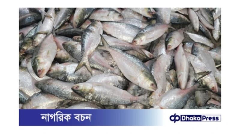 আলীপুরে ১০২ মণ ইলিশের ধামাকা আলীপুরে ১০২ মণ ইলিশের ধামাকা