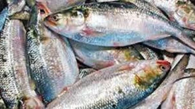 দুর্গাপূজায় ভারতে যাবে ৩ হাজার টন ইলিশ দুর্গাপূজায় ভারতে যাবে ৩ হাজার টন ইলিশ