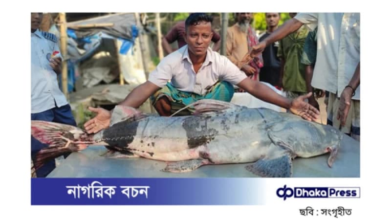 সিরাজগঞ্জে যমুনায় ধরা পড়ল বিশাল বাঘাইড় সিরাজগঞ্জে যমুনায় ধরা পড়ল বিশাল বাঘাইড়