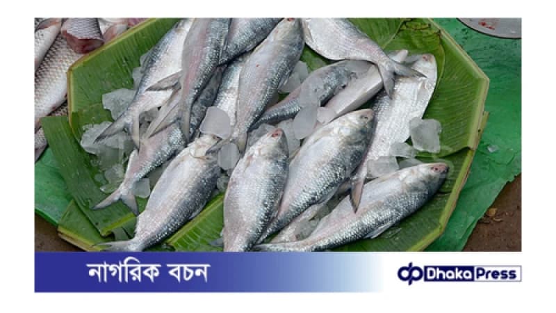 ধরা ছোঁয়ার বাইরে ইলিশ, সপ্তাহ ব্যবধানে দর বেড়েছে আট শতাংশ ধরা ছোঁয়ার বাইরে ইলিশ, সপ্তাহ ব্যবধানে দর বেড়েছে আট শতাংশ