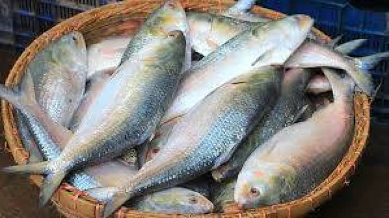 দুর্গাপূজা আর ইলিশ: এক অবিচ্ছেদ্য সম্পর্কের খোঁজে দুর্গাপূজা আর ইলিশ: এক অবিচ্ছেদ্য সম্পর্কের খোঁজে