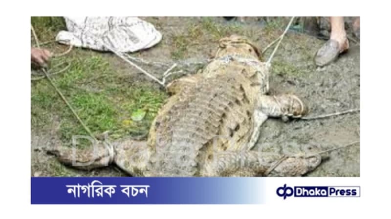 লক্ষ্মীপুরে বিশাল কুমির ধরা পড়ল লক্ষ্মীপুরে বিশাল কুমির ধরা পড়ল