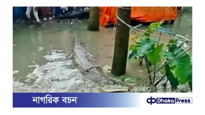 পটুয়াখালীতে জেলের জালে আটকা পড়া ঘড়িয়াল উদ্ধার পটুয়াখালীতে জেলের জালে আটকা পড়া ঘড়িয়াল উদ্ধার