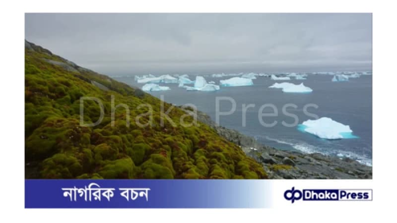 বরফে ঢাকা অ্যান্টার্কটিকায় উদ্বেগজনক হারে উদ্ভিদ জন্মে সবুজ হয়ে উঠছে বরফে ঢাকা অ্যান্টার্কটিকায় উদ্বেগজনক হারে উদ্ভিদ জন্মে সবুজ হয়ে উঠছে