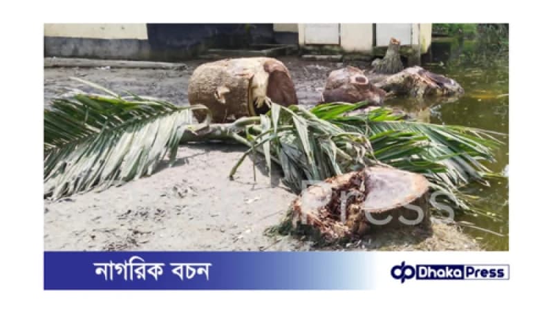 মুরাদনগরে অনুমতি ছাড়াই স্কুলের গাছ কেটে নেওয়ার অভিযোগ মুরাদনগরে অনুমতি ছাড়াই স্কুলের গাছ কেটে নেওয়ার অভিযোগ
