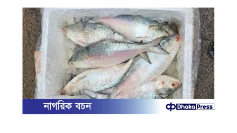 চাঁদপুরে ইলিশ নিষেধাজ্ঞা অমান্যে ব্যাপক অভিযান: বিক্রেতাকে জরিমানা চাঁদপুরে ইলিশ নিষেধাজ্ঞা অমান্যে ব্যাপক অভিযান: বিক্রেতাকে জরিমানা