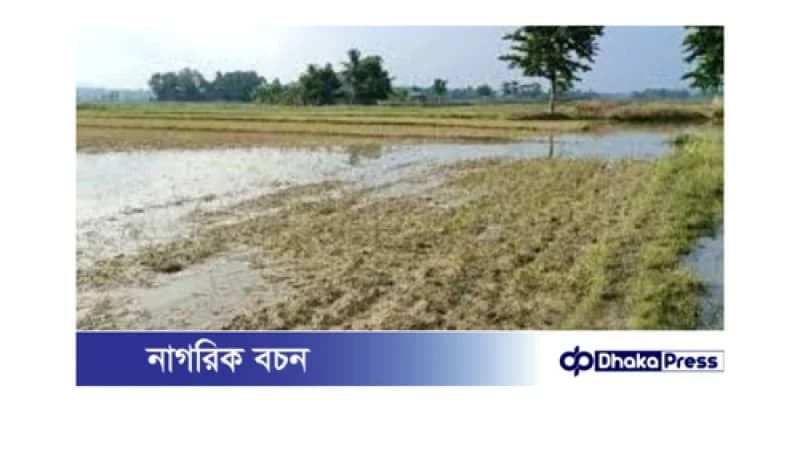 বন্যায় নেত্রকোণায় কৃষিতে ক্ষয়ক্ষতি ২৪ হাজার ৬৬৭ হেক্টর আমন ফসল বন্যায় নেত্রকোণায় কৃষিতে ক্ষয়ক্ষতি ২৪ হাজার ৬৬৭ হেক্টর আমন ফসল