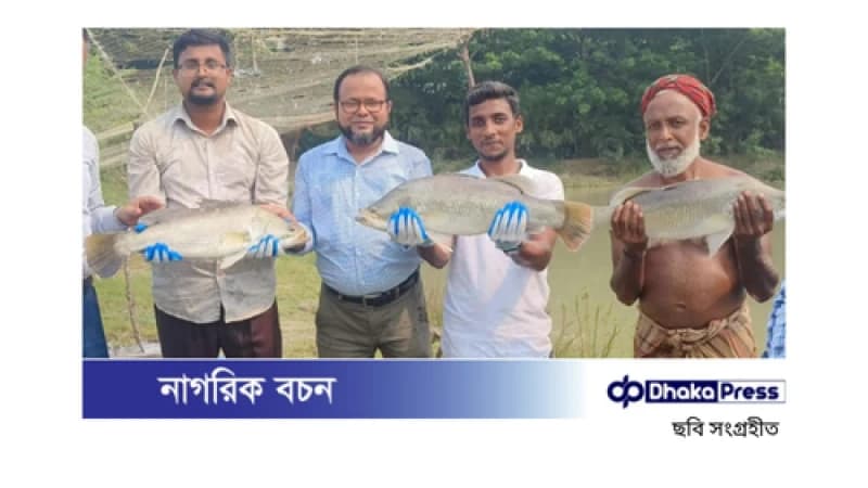 পটুয়াখালীর আনোয়ারের সাফল্য: পুকুরে কোরাল চাষ পটুয়াখালীর আনোয়ারের সাফল্য: পুকুরে কোরাল চাষ