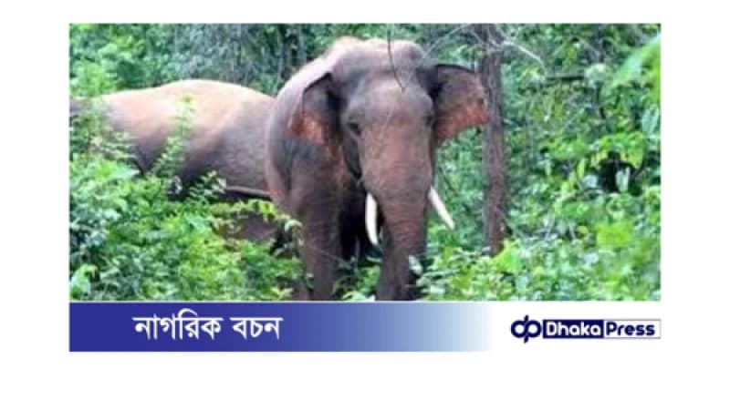 চকরিয়ায় বন্য হাতির আক্রমণে এক গৃহবধূর মৃত্যু চকরিয়ায় বন্য হাতির আক্রমণে এক গৃহবধূর মৃত্যু
