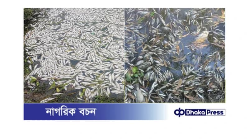 কুড়িগ্রামে শত্রুতার বলি ২শ মণ মাছ, ক্ষতি ৫০ লাখ কুড়িগ্রামে শত্রুতার বলি ২শ মণ মাছ, ক্ষতি ৫০ লাখ