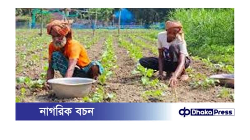 আগাম শীতকালীন শাক-সবজি চাষে ব্যস্ততা কৃষকের আগাম শীতকালীন শাক-সবজি চাষে ব্যস্ততা কৃষকের