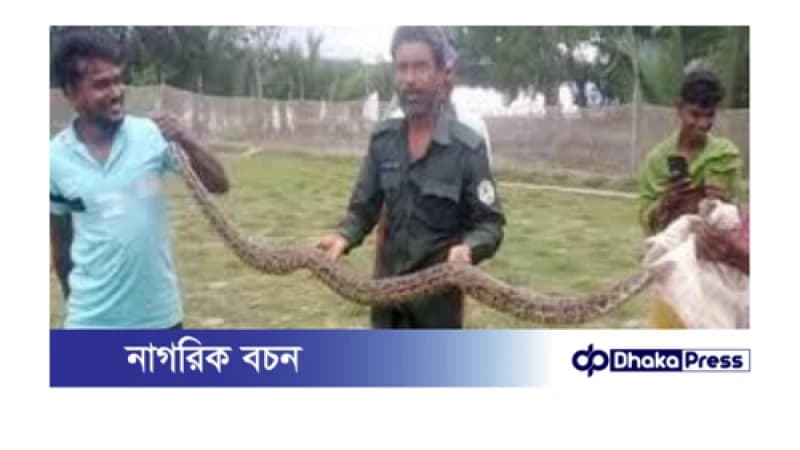 খুলনায় বিশাল অজগর উদ্ধার: সুন্দরবনে ফিরল প্রকৃতির এই সৈনিক খুলনায় বিশাল অজগর উদ্ধার: সুন্দরবনে ফিরল প্রকৃতির এই সৈনিক