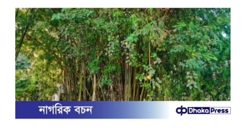 লালমনিরহাটে কম ফলনশীল জমিতে বাঁশ চাষ করে লাভবান হচ্ছে কৃষকরা লালমনিরহাটে কম ফলনশীল জমিতে বাঁশ চাষ করে লাভবান হচ্ছে কৃষকরা