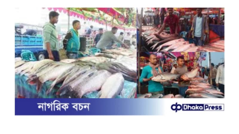 নবান্ন উৎসবে কালাইয়ে মাছের মেলা নবান্ন উৎসবে কালাইয়ে মাছের মেলা