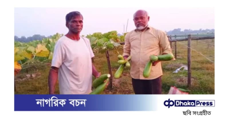 আখাউড়ায় প্রবাস ফেরত কৃষকের লাউ গাছ কেটে দিলো দুর্বৃত্তরা আখাউড়ায় প্রবাস ফেরত কৃষকের লাউ গাছ কেটে দিলো দুর্বৃত্তরা