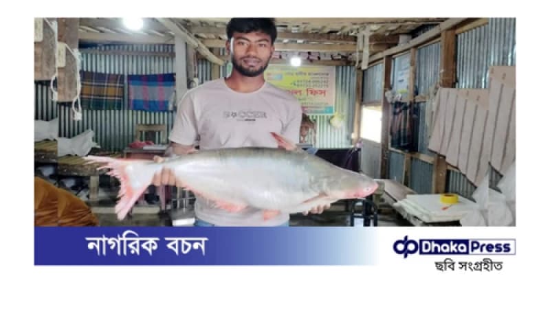 পটুয়াখালীতে ধরা পড়া ১০ কেজি ৫০০ গ্রামের বিশাল পাঙাশ, বিক্রি হলো ৭৬০০ টাকায় পটুয়াখালীতে ধরা পড়া ১০ কেজি ৫০০ গ্রামের বিশাল পাঙাশ, বিক্রি হলো ৭৬০০ টাকায়