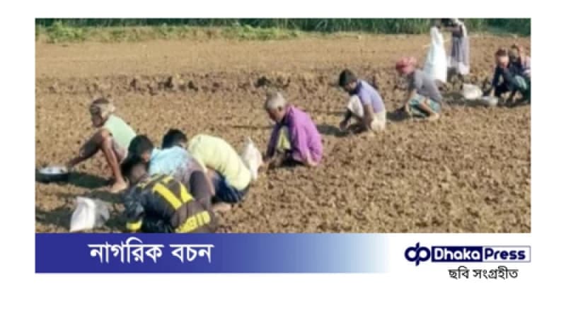 রাজবাড়ীতে বীজের উচ্চ দামে পেঁয়াজ-রসুন চাষে খরচ বৃদ্ধি রাজবাড়ীতে বীজের উচ্চ দামে পেঁয়াজ-রসুন চাষে খরচ বৃদ্ধি