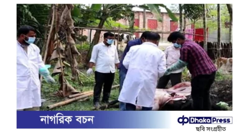 খাবারের সঙ্গে বিষ মিশিয়ে দুটি গরু মেরে ফেলার অভিযোগ খাবারের সঙ্গে বিষ মিশিয়ে দুটি গরু মেরে ফেলার অভিযোগ
