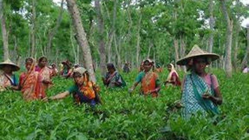 আট ক্যাটাগরিতে প্রথমবারের মতো দেওয়া হবে ‘জাতীয় চা পুরস্কার’ আট ক্যাটাগরিতে প্রথমবারের মতো দেওয়া হবে ‘জাতীয় চা পুরস্কার’