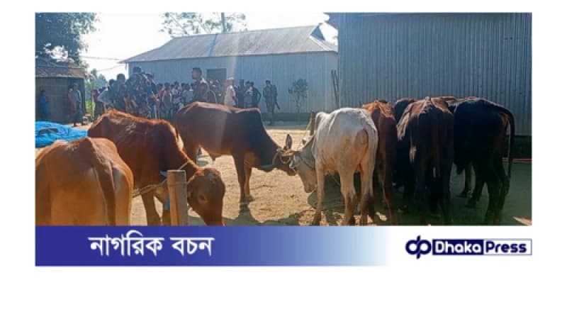 ভারতীয় ৯টি গরু জব্দ বিজিবির, অনিয়ম প্রশ্ন তোলায় সাংবাদিককে হুমকি ভারতীয় ৯টি গরু জব্দ বিজিবির, অনিয়ম প্রশ্ন তোলায় সাংবাদিককে হুমকি