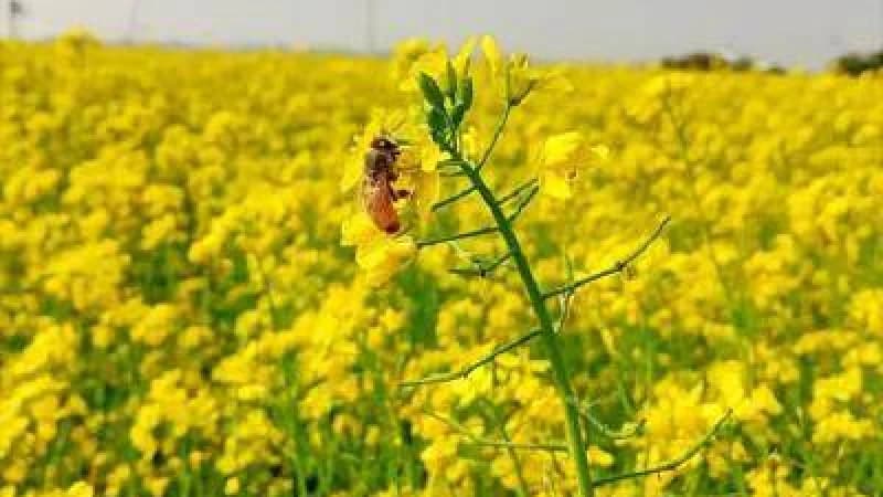 সরিষা আবাদে আগ্রহ কুড়িগ্রামের কৃষকের, উৎপাদন হবে তেলবীজ সরিষা আবাদে আগ্রহ কুড়িগ্রামের কৃষকের, উৎপাদন হবে তেলবীজ