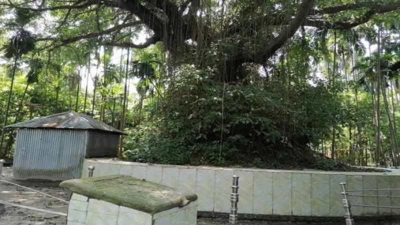 কুড়িগ্রামের অচিন গাছ ইতিহাসের জল্পনা-কল্পনার খোরাক কুড়িগ্রামের অচিন গাছ ইতিহাসের জল্পনা-কল্পনার খোরাক