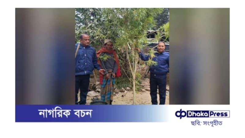 বাড়ির উঠানে গাঁজার চাষ, আটক ১ বাড়ির উঠানে গাঁজার চাষ, আটক ১