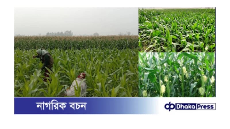 কুড়িগ্রামের চরাঞ্চলে ভুট্টা চাষের বিস্তার কুড়িগ্রামের চরাঞ্চলে ভুট্টা চাষের বিস্তার