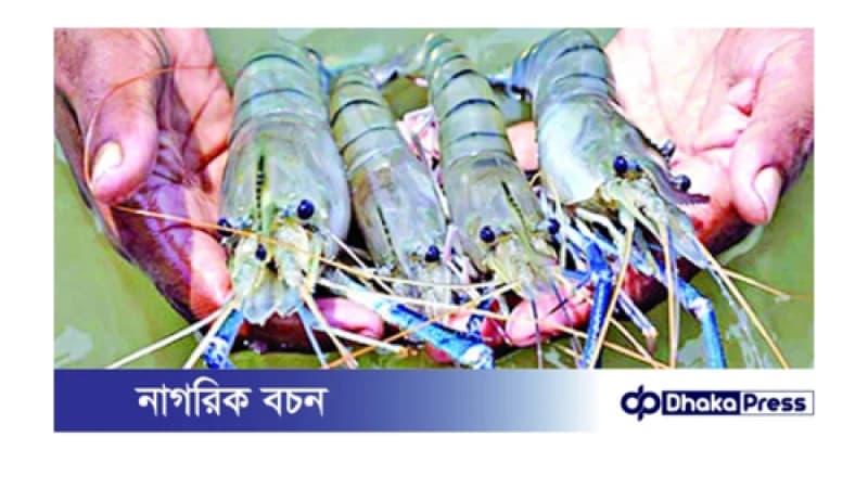 কুড়িগ্রামে প্রথম বারে গলদা চিংড়ি চাষে সফলতা কুড়িগ্রামে প্রথম বারে গলদা চিংড়ি চাষে সফলতা