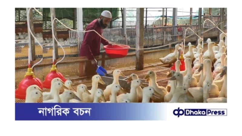 কুড়িগ্রামে জনপ্রিয় হচ্ছে বেইজিং বা পেকিন জাতের হাঁস চাষ কুড়িগ্রামে জনপ্রিয় হচ্ছে বেইজিং বা পেকিন জাতের হাঁস চাষ